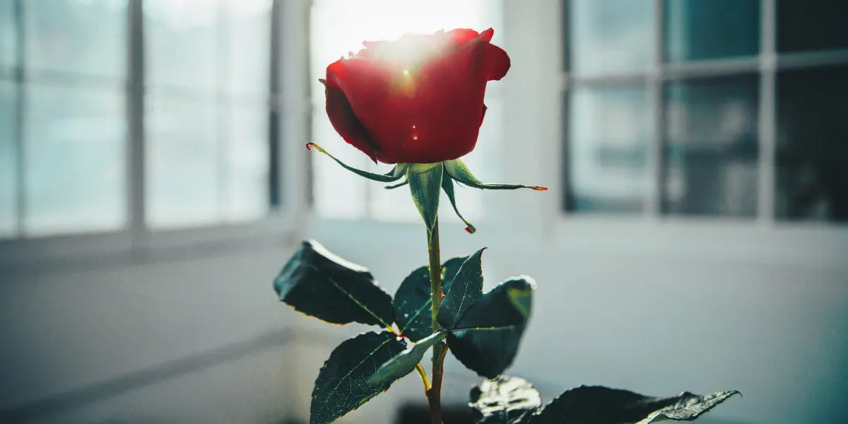 Alla hjärtans dag tips för kvinnor (Från män)