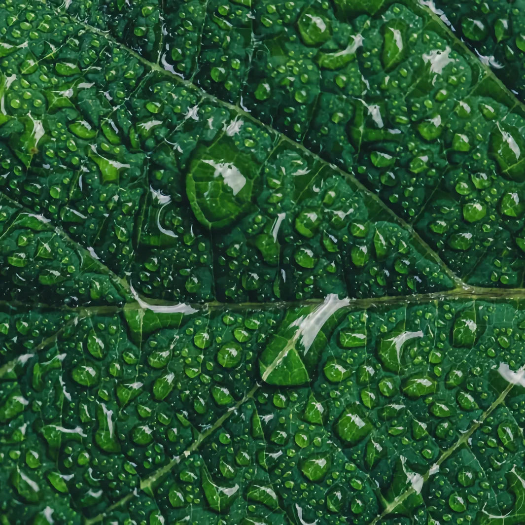 Så behandlar du fet hud i ansiktet